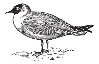 martı veya leucophaeus gülerek atricilla, antika gravür