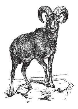 European Mouflon or Ovis orientalis musimon, vintage engraving clipart