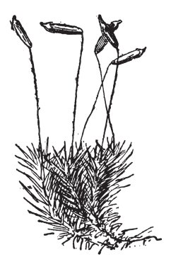 ortak haircap moss veya polytrichum Komünü, antika gravür