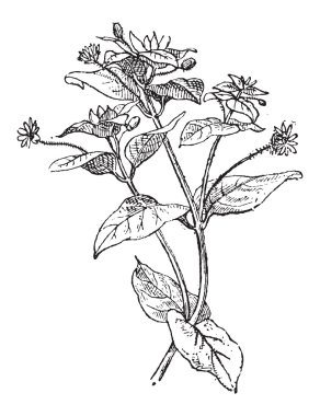 Chickweed veya cerastium sp., antika gravür