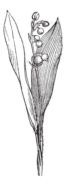 Lily vadi veya convallaria majalis, antika gravür