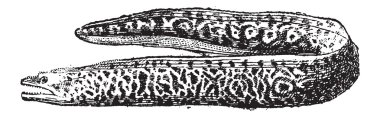 Müren balığı ya da muraenidae, antika gravür
