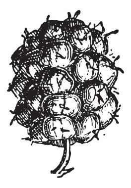 ortak blackberry veya rubus fruticosus, antika gravür