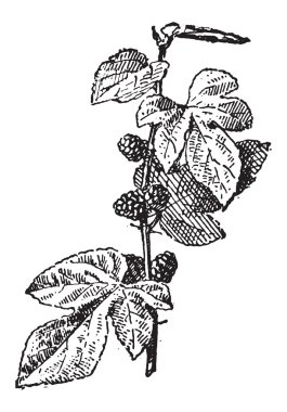 oyma dut veya morus sp., vintage