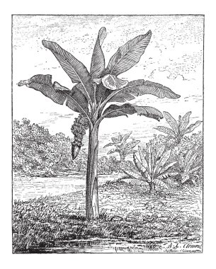 Banana, Plantain, or Musa sp., vintage engraving clipart