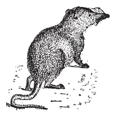 sivri veya soricidae, vintage oyma