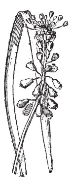 üzüm sümbül veya muscari sp., antika gravür