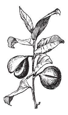 ortak Hindistan cevizi veya myristica fragrans, antika gravür