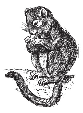 Fındık faresi veya gliridae, antika gravür