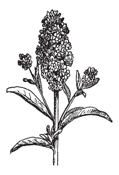 Egeïsche wallflower of Muurbloem, vintage gravure — Stockvector