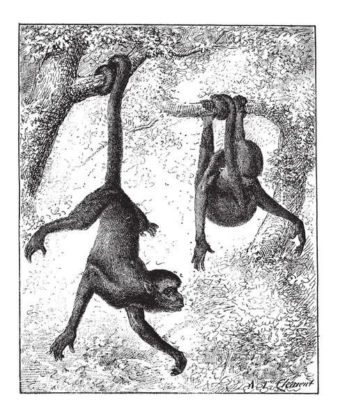 Monyet Laba-laba atau Ateles sp., ukiran antik - Stok Vektor