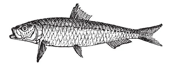沙丁鱼或鱇复古雕刻 — 图库矢量图片