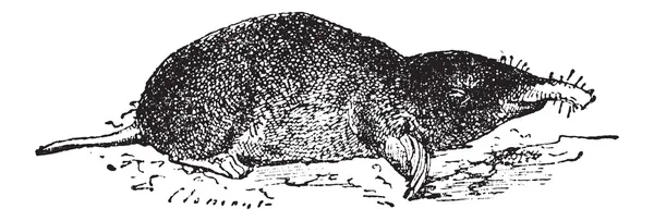 Common Mole or Eastern Mole or Scalopus aquaticus, vintage engra — Stock Vector