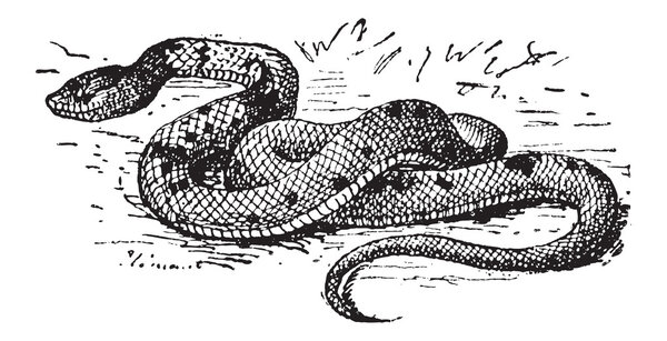 Agkistrodon sp., винтажная завивка
