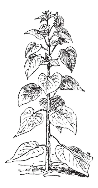 Girassol ou Helianthus annuus, gravura vintage — Vetor de Stock