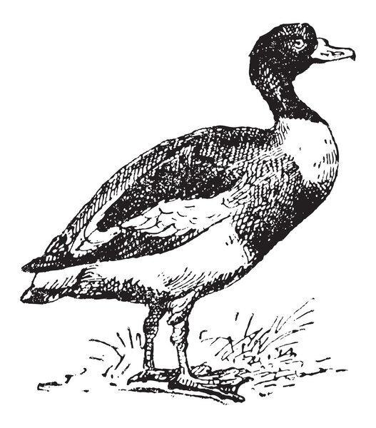 Обыкновенная шелутка или тадорна тадорна, винтажная гравировка
