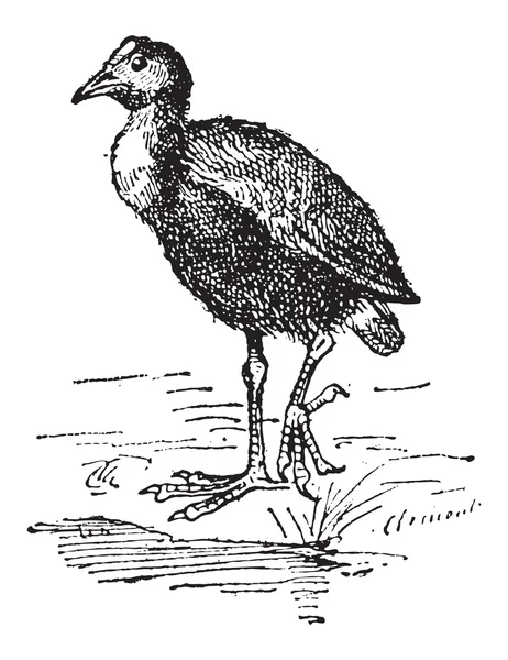 Waterhoen of gallinula sp., vintage gravure — Stockvector