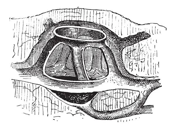 Молехилл, винтажная гравировка — стоковый вектор