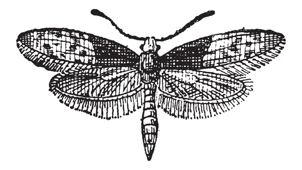 Motte Schmetterling oder Liphyra Brassolis, Vintage Gravur — Stockvektor