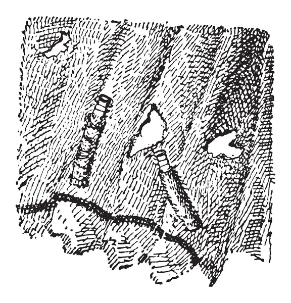 Larvas de Hongos Polilla o Tinea sp., grabado vintage — Archivo Imágenes Vectoriales