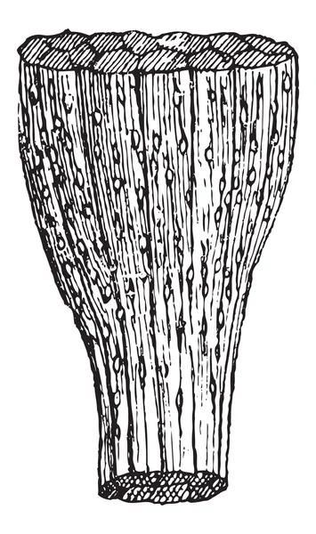 Trichinosis, 빈티지 조각 — 스톡 벡터