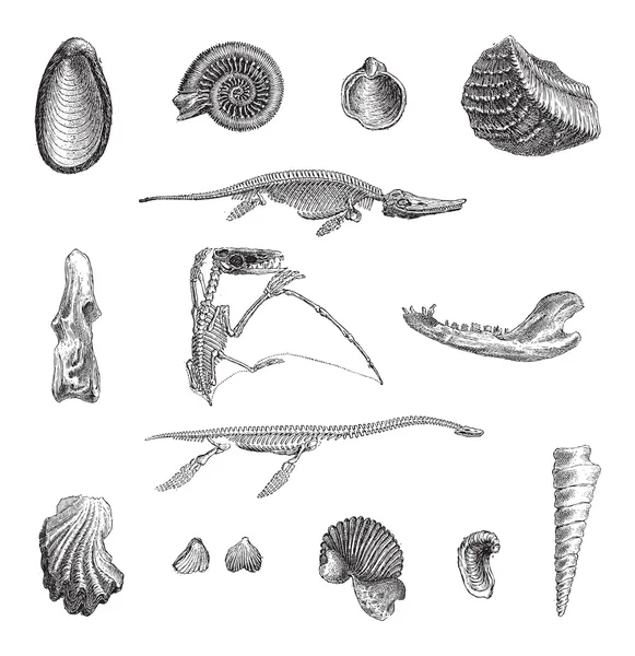 Jurrasic Fauna, grabado vintage — Archivo Imágenes Vectoriales