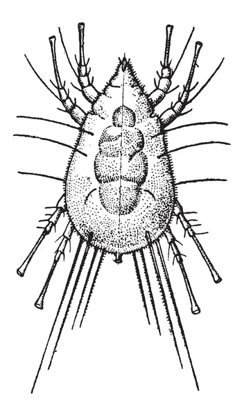 Mite, vintage engraving — Stock Vector