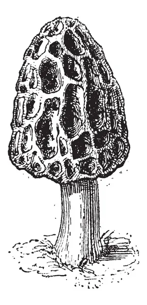 Morel nebo morchella sp., vintage gravírování — Stockový vektor