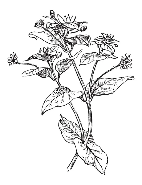 Sterremuur of cerastium sp., vintage gravure — Stockvector