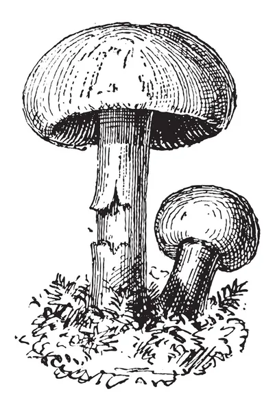 童话戒指蘑菇或小皮 oreades，复古雕刻 — 图库矢量图片