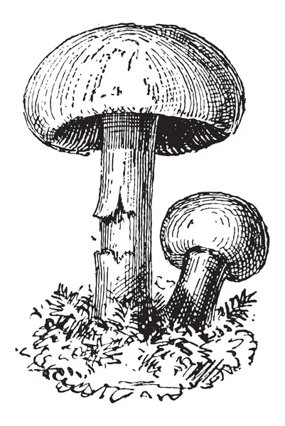 Bague de fées Champignon ou Marasmius oreades, gravure vintage — Image vectorielle