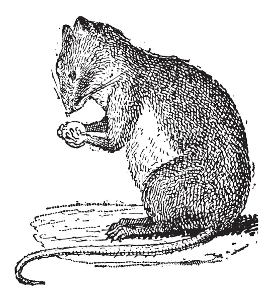 Ratón de campo o Muridae, grabado vintage — Archivo Imágenes Vectoriales