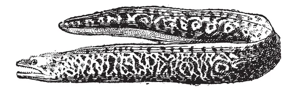 Морей Угорь или Мураениды, винтажная гравировка — стоковый вектор