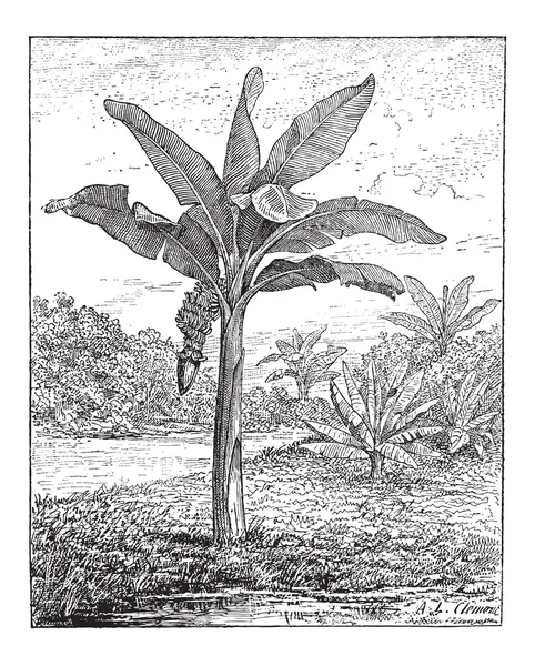 Plátano, plátano o Musa sp., grabado vintage — Archivo Imágenes Vectoriales