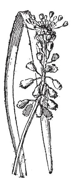 Jacinto de uva o Muscari sp., grabado vintage — Archivo Imágenes Vectoriales