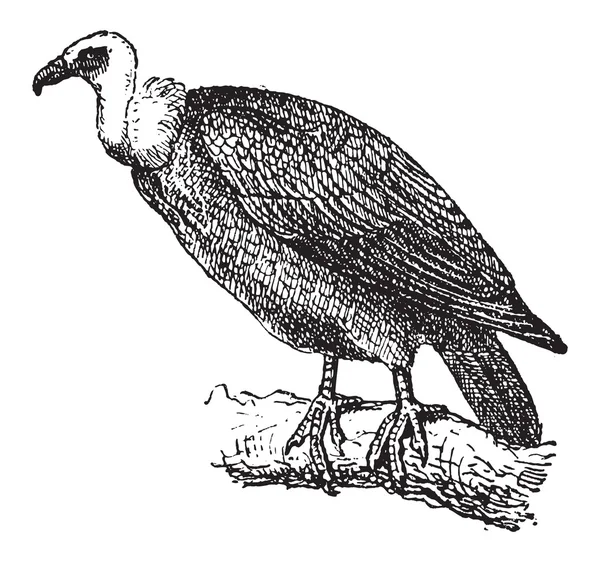 Griffon vulture of gyps fulvus, vintage gravure Stockillustratie