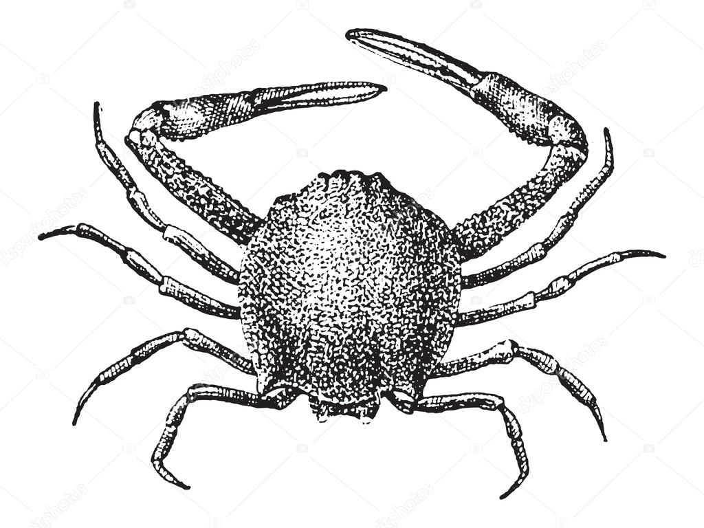 Leucosiid Crab or Leucosiidae, vintage engraving