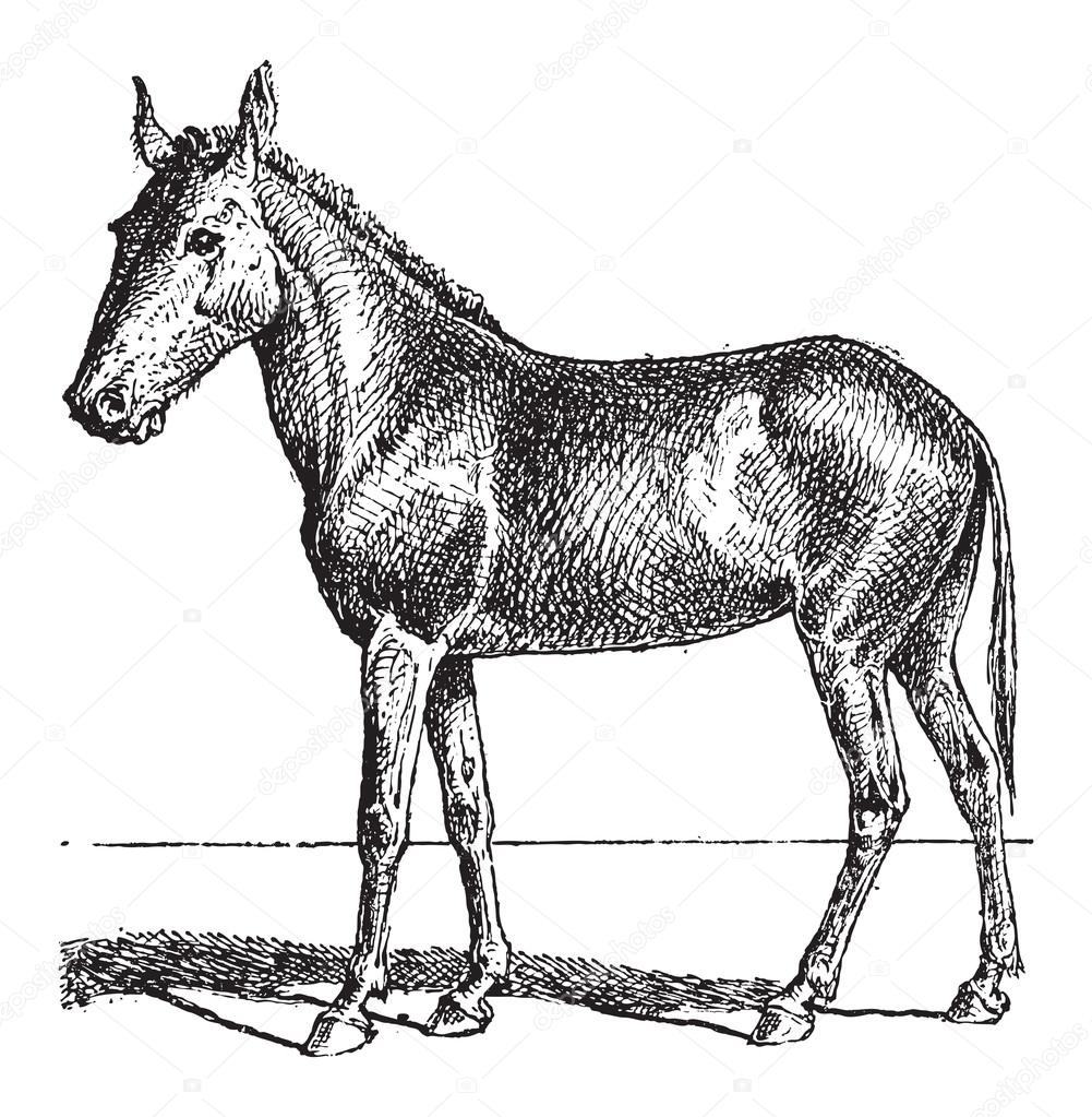 Mule or Equus mulus, vintage engraving