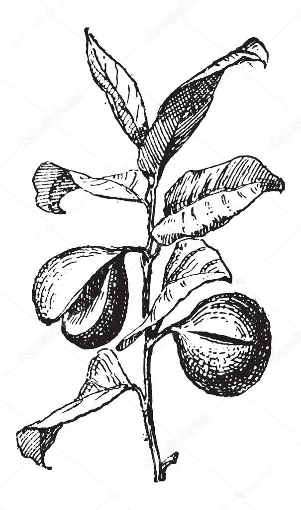 Common Nutmeg or Myristica fragrans, vintage engraving