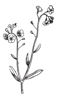 Unutma veya myosotis sp., antika gravür