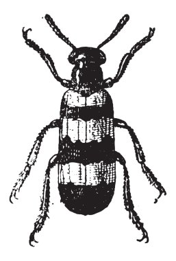 mylabris, antika gravür