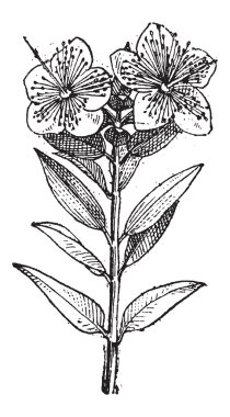 ortak myrtle veya myrtus communis, antika gravür