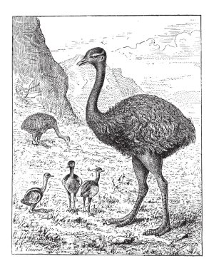 büyük rhea veya rhea americana, antika gravür