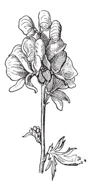 bilinen ya da aconitum sp., antika gravür