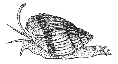 koku alma organı, salyangoz, antika gravür