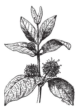 naucleeae, antika gravür