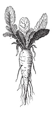 Long Turnip or Brassica rapa var. rapifera, vintage engraving clipart