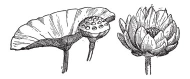 Sarı lotus veya nelumbo lutea, antika gravür