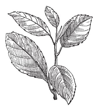 ortak cehri veya rhamnus cathartica, antika gravür