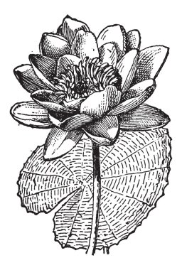 Beyaz lotus veya nymphaea alba, antika gravür